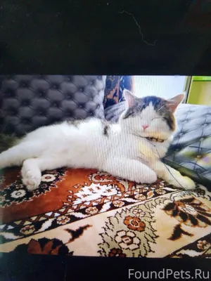 Пропал кот 😢, в районе 50лет.....