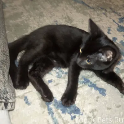 Пропал котёнок, зовут Евгений,...