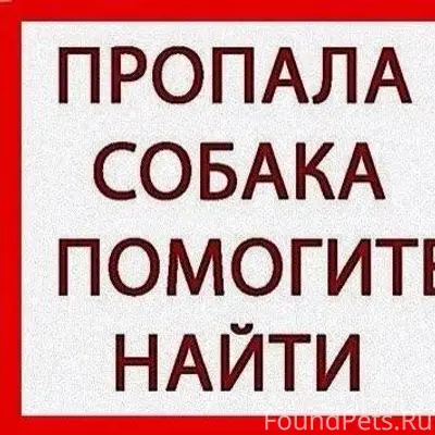 Пропала собака. Кобель. Днт Се...