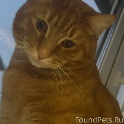 Пропал кот, окрас рыжий (Сверд...