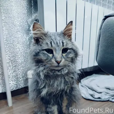 Найден кот !!! В конце декабря...