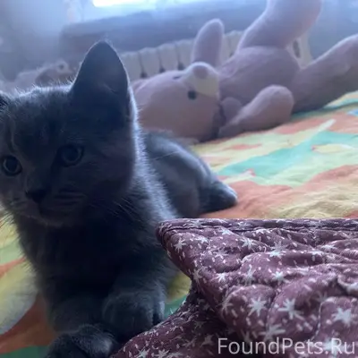 Пропал кот,переулок черняховск...