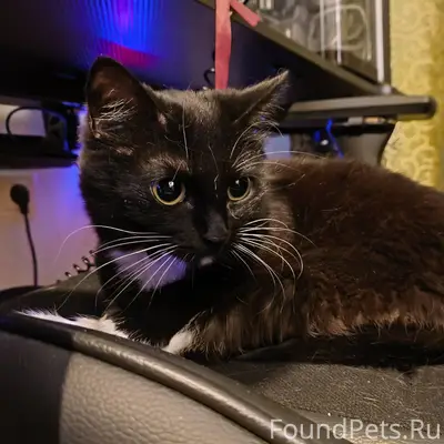 Здравствуйте! Найдена кошечка,...
