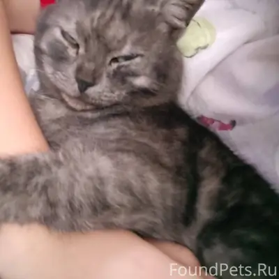 ПРОПАЛ КОТ‼️‼️ Откликается на ...