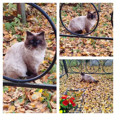 ‼️‼️‼️г. Череповец. Котик проп...