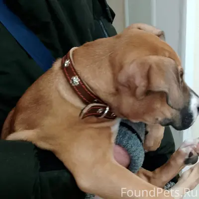 Найден щенок в районе Л.Голень...