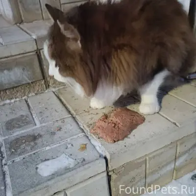 Мичуринск! Найдена кошка! Пожа...