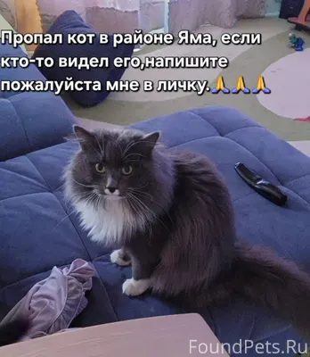 Пропал кот, может кто-то видел...