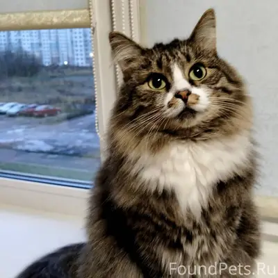 ПРОПАЛА КОШКА!!! Брагино. Ул. ...