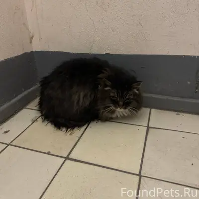 ЗАМЕЧЕНА Кошка найдена сегодня...