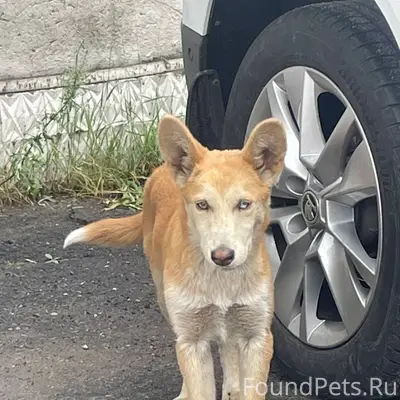Пропала собака 14.01. В районе...