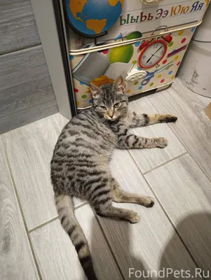 Найдена кошка. 15.01.2026 вече...