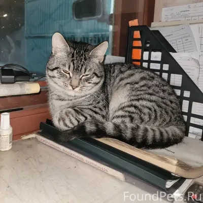 Добрый вечер!Пропал кот Васька...