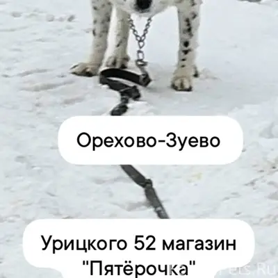 Орехово-Зуево Кто потерял соба...