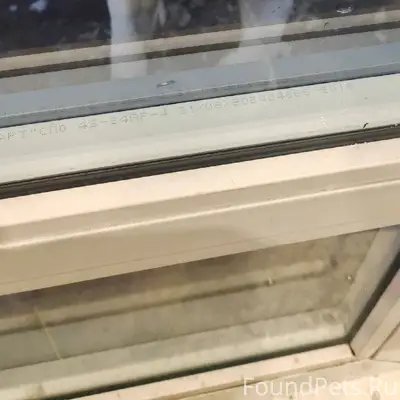 Потерялся щенок Джек рассел по...