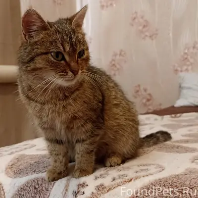 СРОЧНО! НАЙДЕНА КОШКА У ПАРКА ...