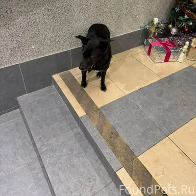 Здравствуйте, потерялась собак...