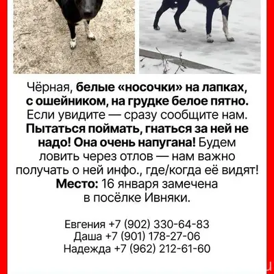 ПРОПАЛА СОБАКА Чёрная собака с...