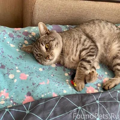 Пропал кот, ушел 15.01 и...