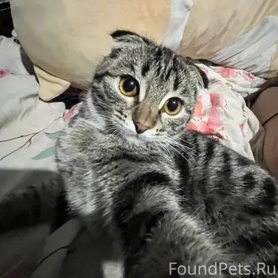 ❗Пропала вислоухая кошка . Про...
