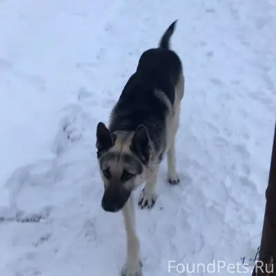 Найдена собака в районе дачи в...