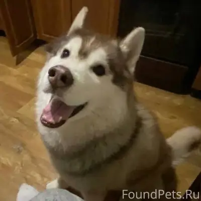 Добрый вечер! Пропала собака в...