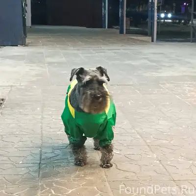 Люди, кто потерял собаку? Бега...