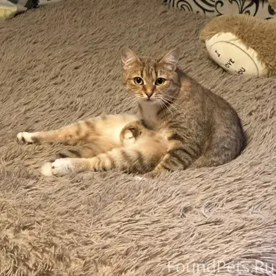 ❗️ПРОПАЛА КОШКА❗️ Пропала наша...