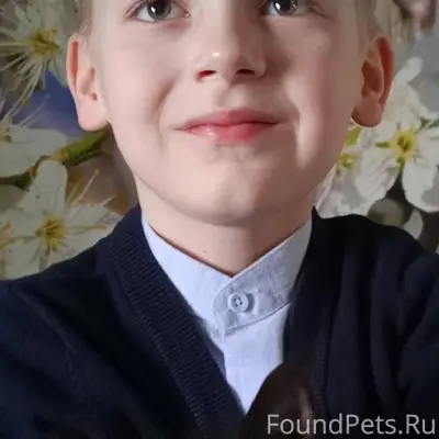 Пропал кот Мурзик черный с бел...