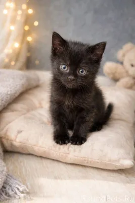 🐾 Малыш ищет дом 🐾 Напомню...