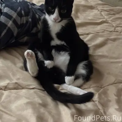 ПРОПАЛ ЧЕРНО-БЕЛЫЙ КОТ ЖОРА в....