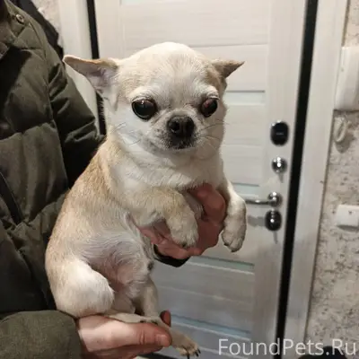 Найдена собака в районе перекр...