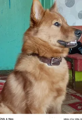 ПОТЕРЯЛСЯ❗❗❗ В районе Мыса пот...