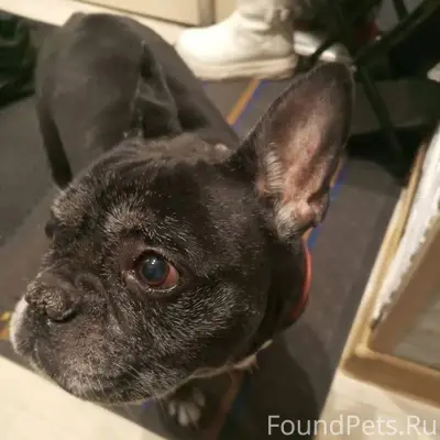 Найдена собака в районе магази...