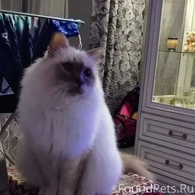 Пропал кот Грей, крупный, пуши...