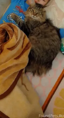 Пропал кот Барсик по улице Сед...