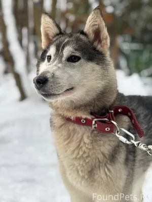 Сергиев Посад. Пропала собака!...