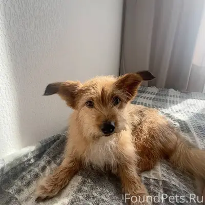 ПОТЕРЯЛАСЬ СОБАКА приблизитель...