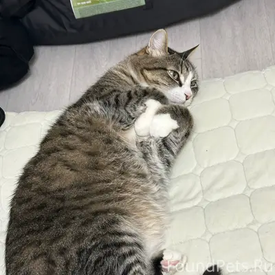 На Матросова 35 пропал кот, от...