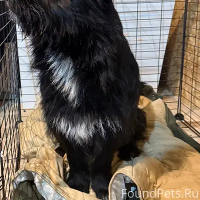 Найдена собака: Сегодня (18.01...