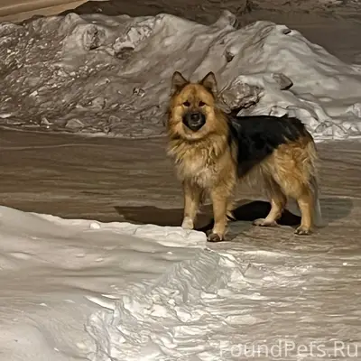 Кто потерял собаку? Убежала в ...