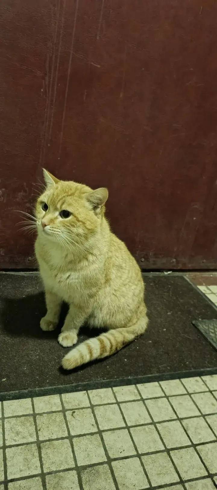 Найден котик, рыжий кот, сидел...