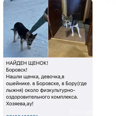 17 января Найден щенок в город...