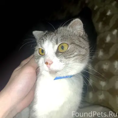 Найдена кошка на Северном, мол...