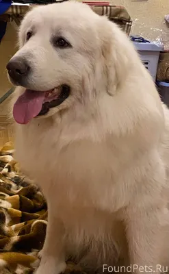 Потерялся годовалый щенок Пире...