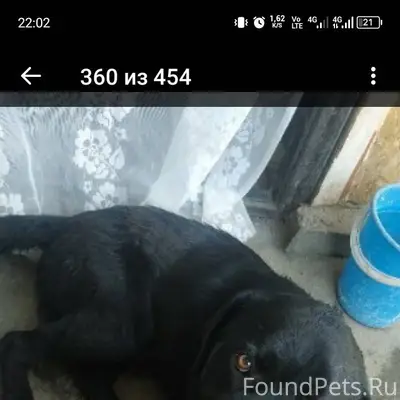 Пропала собака лабрадор мальчи...
