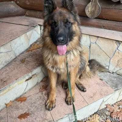 Потерялся пёс выбежал из откры...