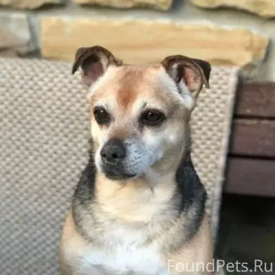 Здравствуйте! Пропала собака п...