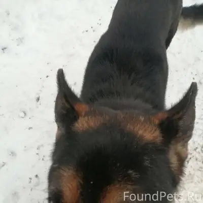 Потерялся пес в районе Мирного...