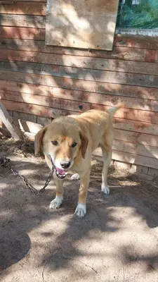 Пропала собака❗️❗️❗️ Вид: окра...